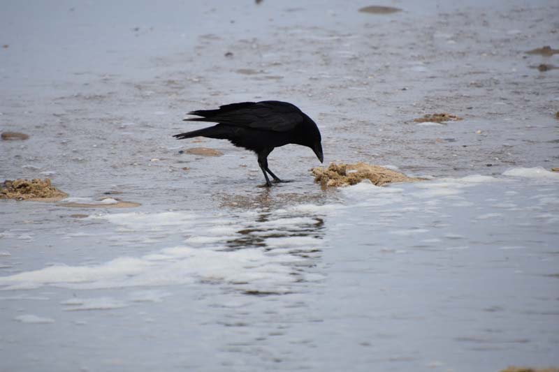 19-04-17_Holl_0253_GA2_8558